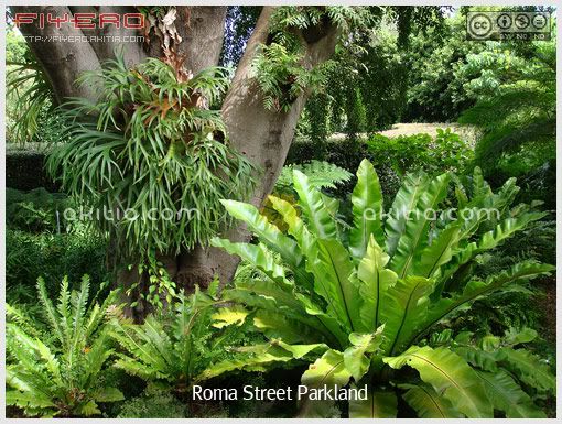 Roma Street Parkland, โรม่าสตรีทปาร์คแลนด์, สวนต้นไม้, ไม้แปลก, ไม้หา ยาก, ต้นไม้, ดอกไม้, aKitia.Com